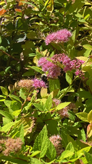 Spiraea japonica