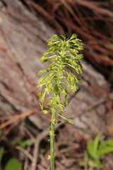 Malaxis unifolia