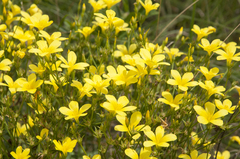 Linum flavum