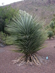 Dracaena tamaranae