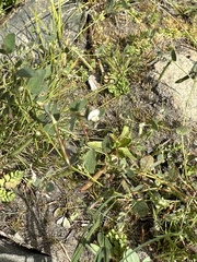 Acmispon americanus