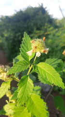 Varronia bullata