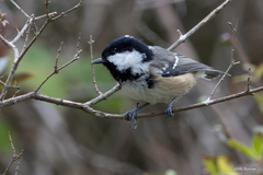 Periparus ater britannicus