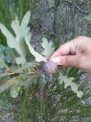 Andricus quercustozae