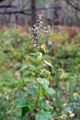 Parasenecio hastatus