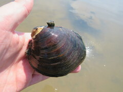 Reginaia ebenus
