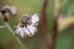 Parasenecio hastatus