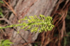 Malaxis unifolia