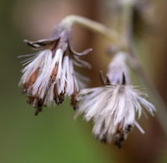 Parasenecio hastatus