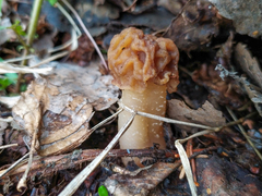 Verpa bohemica