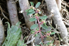 Euphorbia maculata