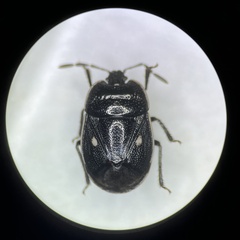 Adomerus biguttatus