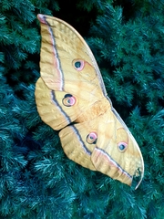 Antheraea