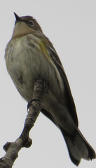 Setophaga coronata coronata