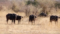 Syncerus caffer caffer