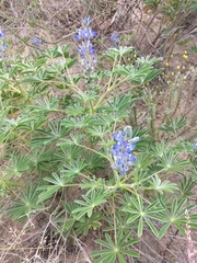 Lupinus cosentinii