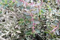 Euphorbia maculata