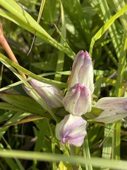 Gentiana × curtisii