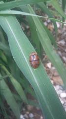 Ogdoecosta biannularis