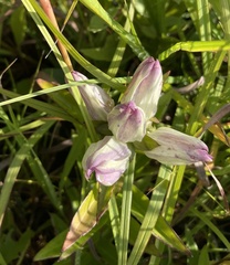 Gentiana × curtisii