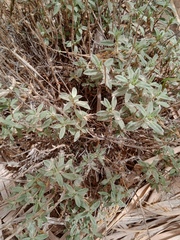 Helianthemum