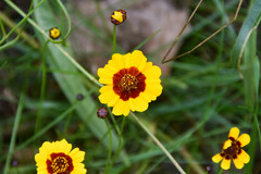 Coreopsis tinctoria