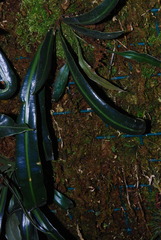 Elaphoglossum herminieri