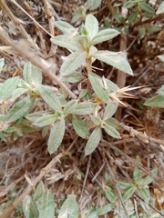 Helianthemum