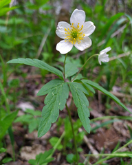 Anemonoides uralensis