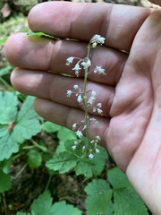 Tiarella trifoliata trifoliata
