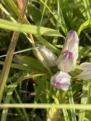 Gentiana × curtisii