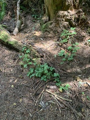 Tiarella trifoliata trifoliata