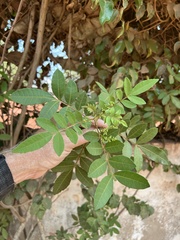 Schinus terebinthifolia