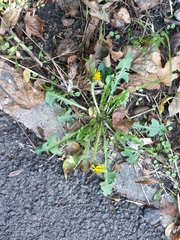 Taraxacum officinale