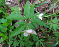 Anemonoides uralensis