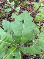Quercus ilicifolia
