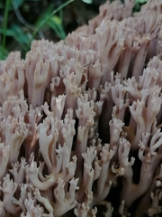 Ramaria