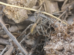 Lycosidae