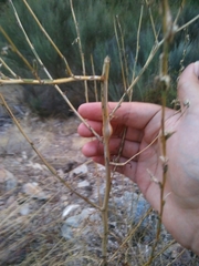 Timaspis chondrillae