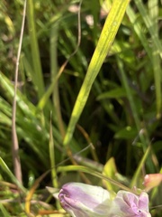 Gentiana × curtisii