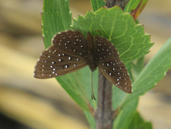 Zabuella paucipuncta