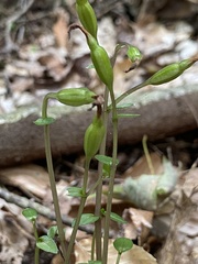 Triphora trianthophoros