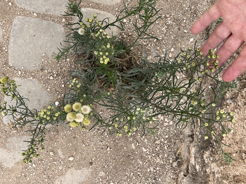 Erigeron bonariensis image