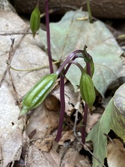 Triphora trianthophoros