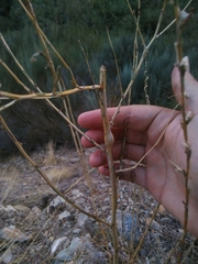 Timaspis chondrillae