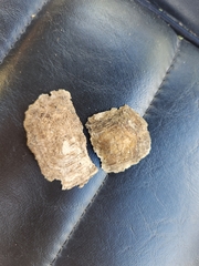 Gopherus berlandieri