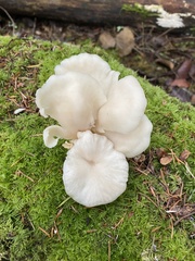 Pleurotus ostreatus