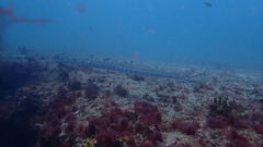 Fistularia tabacaria