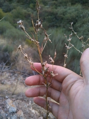 Timaspis chondrillae