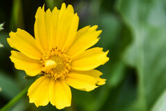 Coreopsis lanceolata